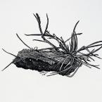 Dirt Star, Rebecca Gilbert